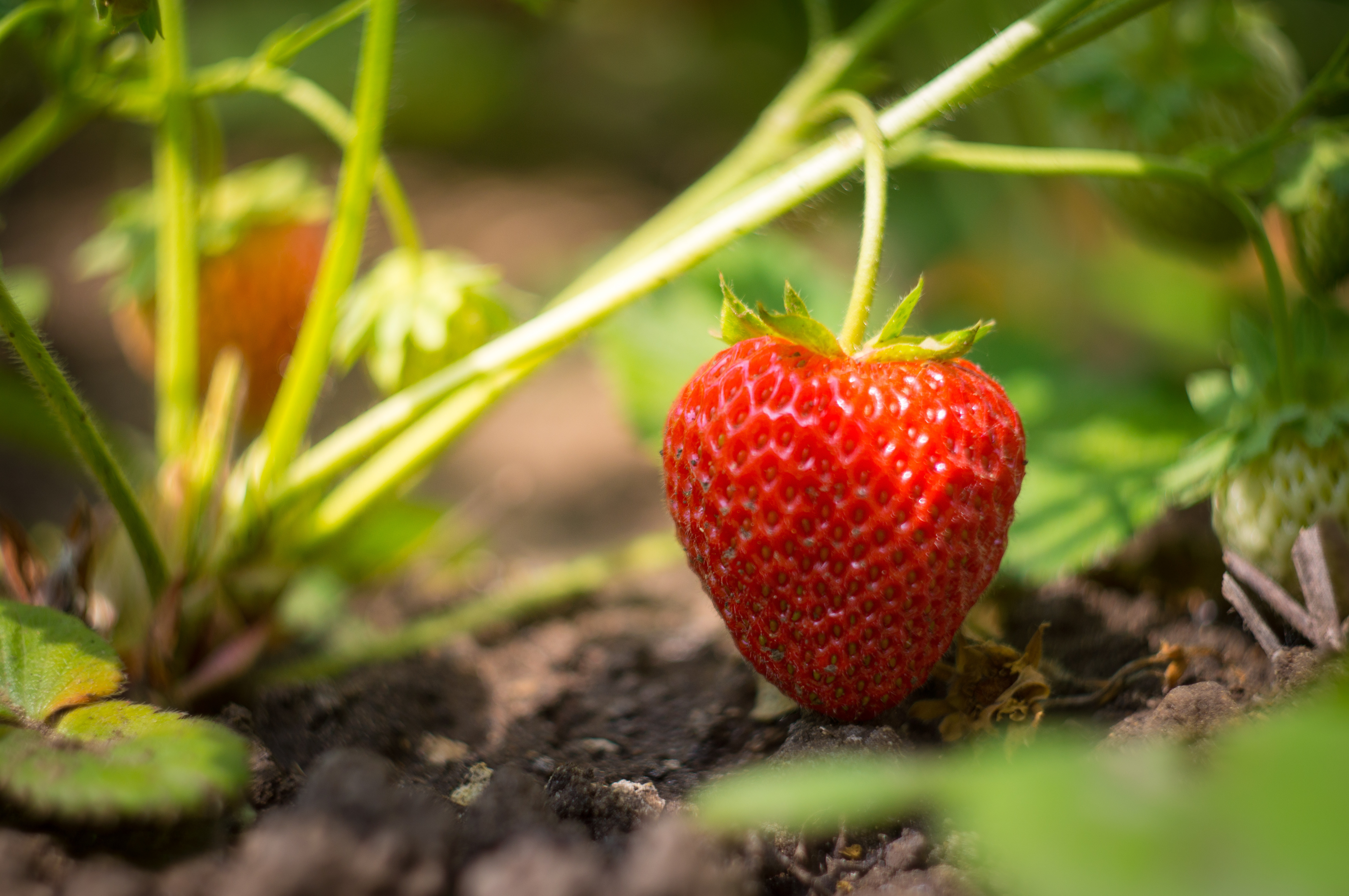 Earliglow Strawberry (15 Plants Bare Root for 12.49+6.49 Shipping
